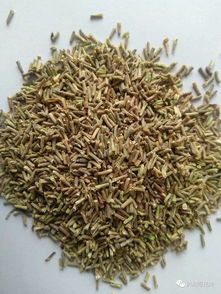 40多种可打造花海花田的花卉种子一览