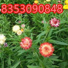 花卉种子的选择与种植指南