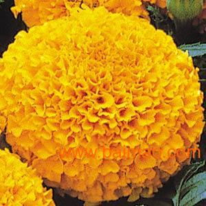 野花种子与景观花卉种子的全面指南