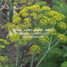 2019年花卉种子种苗市场价格与批发趋势分析