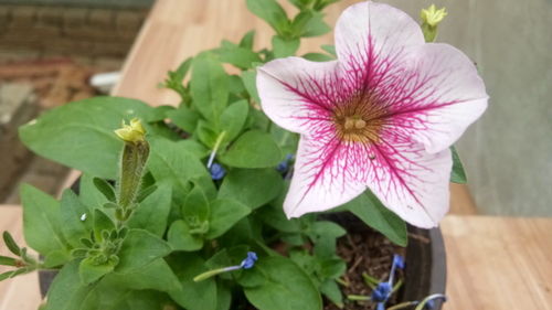 矮牵牛 阳台与院子中的开花利器