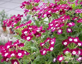 2023年美女樱花种子市场价格分析与购买指南