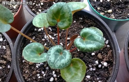 仙客来花朵凋零后的养护与种子处理指南