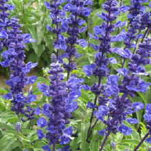 花卉种子批发指南 价格、渠道与厂家选择