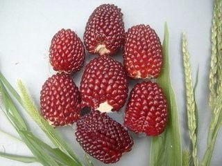 怎样采收和贮存花卉种子