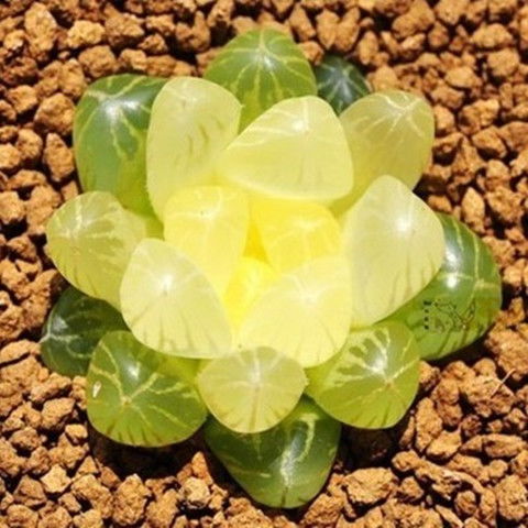 南非进口玉露多肉种子 打造桌面与阳台的微型绿洲