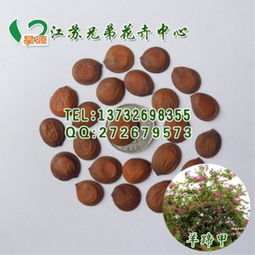 羊蹄甲种子销售指南 专业厂商、指导价与选购要点