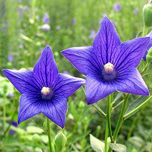 花卉种子杂志 开启园艺之旅的钥匙