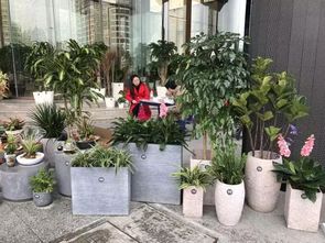 小花分享专栏第三期 艺术设计如何为花卉种子注入生命力