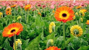 瑞羽6号花卉种子全解析 特征、栽培与市场价值