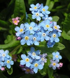 花种里的精致 原包装精品花种，观花勿缺的园艺秘诀