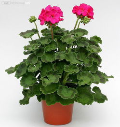 天竺葵全解 从种子到苗木的市场价格与生产指南