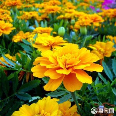 万寿菊 四季绽放的绿化明珠，从种子到花海的园艺之旅