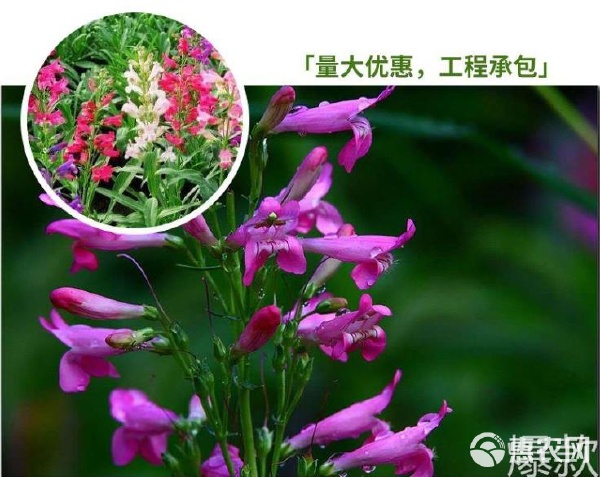 阳台上的灵动风景 钓钟柳种子的种植与养护指南