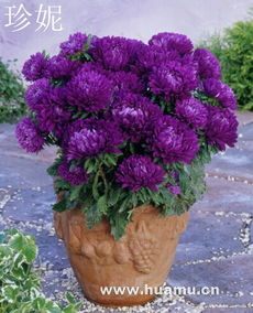 金光菊种子的魅力与赤峰市盆花花卉种子研究所的专业贡献