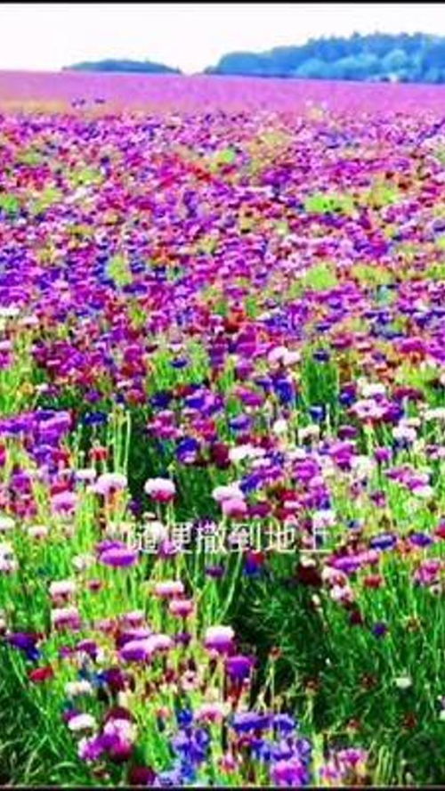 花卉种子 绿植世界的起点与养护之道