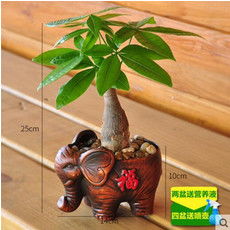 邮乐网花卉种子大全 报价、图片与选购指南