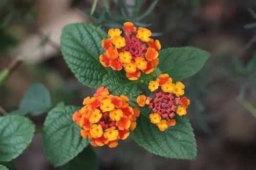 鑫荣耀增额终身寿险 一份兼顾保障与长期价值的理财型保险