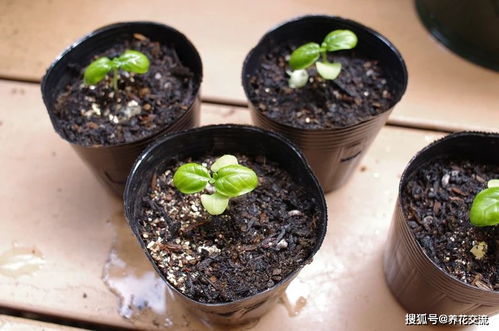 草本花卉新手播种指南 从理论到实践，助你提高种子发芽生根率