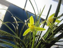 特壮老种温州素 一花独放，香满乾坤