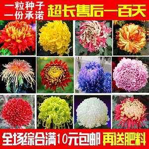 花卉种子【菊花种子】盆栽 易种 家庭阳台观花种子四季播种 彩包