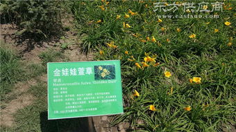 甘肃花卉种子厂家 花卉种子认准西藏春凯生态农牧开发图片