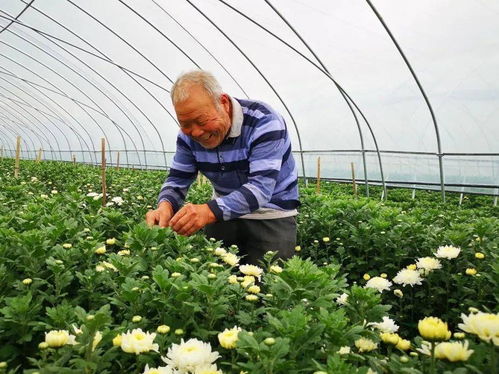 菊花怎样栽培和管理