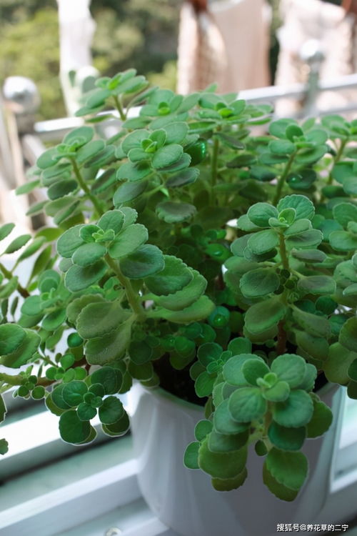 5种 香香花 摆在卫生间,臭味通通跑光,跟喷了香水儿似得