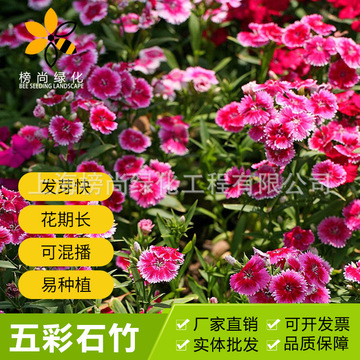 五彩石竹花籽四季矮杆花卉种子常夏石竹美国石竹多年生草花种子