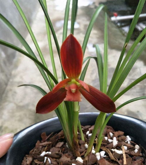 兰花中的经典老种 红河红 瓣型厚实,花色喜庆,是云南色花之王