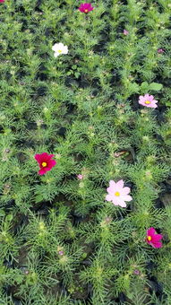 波斯菊花卉种子报价 厂家
