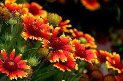 霜降最后的秋，一抹青翠遍山红——花卉种子的播撒与希望