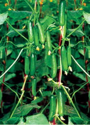 寿光丽林蔬菜种子公司 优质进口欧宝1617小黄瓜种子的领航者