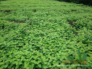 优质绣线菊供应 品种多样，价格实惠，尽在农苗网