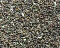 百草园花卉药材种业 优质种子供应，助力绿色产业发展