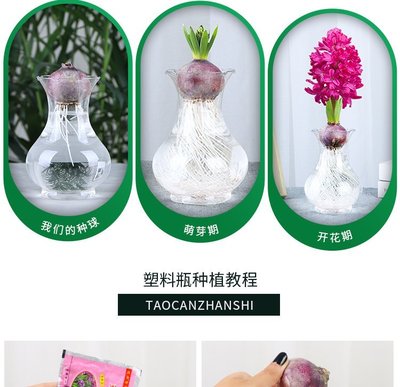 水养风信子与水仙种球 四季易活的室内花卉盆栽指南