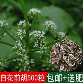 白花前胡种子的培育与养护指南