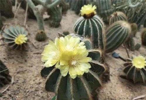 19元起，探秘北京丰台世界花卉大观园 与2000种植物邂逅，把春天带回家