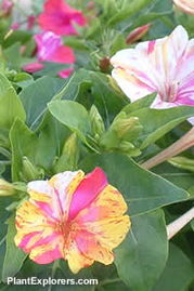 紫茉莉——紫韵芬芳，一花一世界