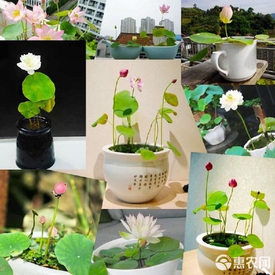 碗莲，方寸之间演绎的水中雅趣 从种子到绽放的四季养护指南