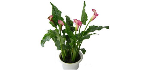 马蹄莲 从种球到繁花，阳台客厅的四季水培美学