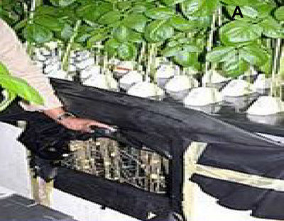 马铃薯种子的革命 气雾增殖技术引领工厂化育苗新时代