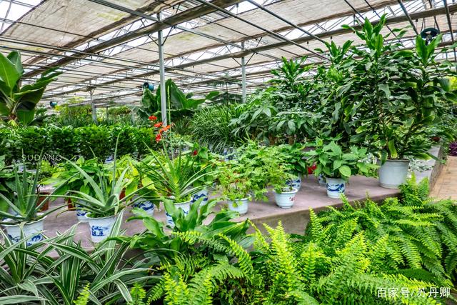 陕西杨凌 中国农业圣地的花卉种子传奇