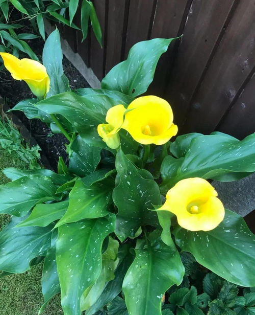 12种耐阴花，颜值爆表又好养，比绿萝吊兰美一万倍