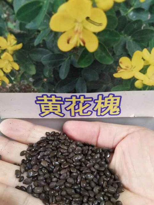 花卉种子种苗大量现货供应中——如何选择高质量种子与种苗