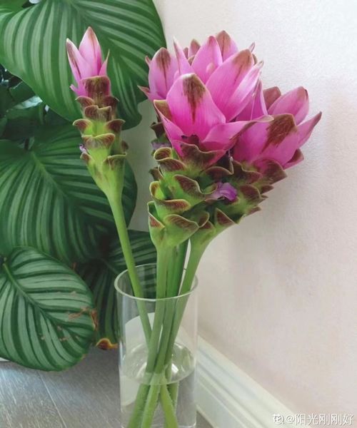 资深花友，还有什么是你没种过的？少见家养植物大曝光