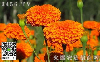 草本花卉种子的贮藏技术